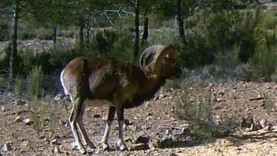 Muflon macho en Valdeserrillas